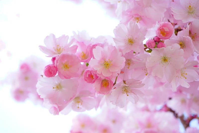 Flowering Plants