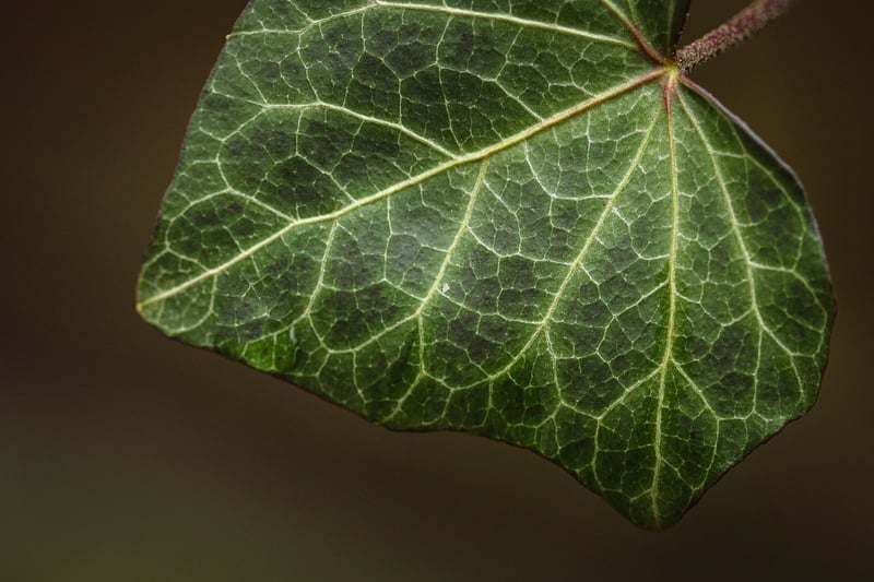 Living Wall Art