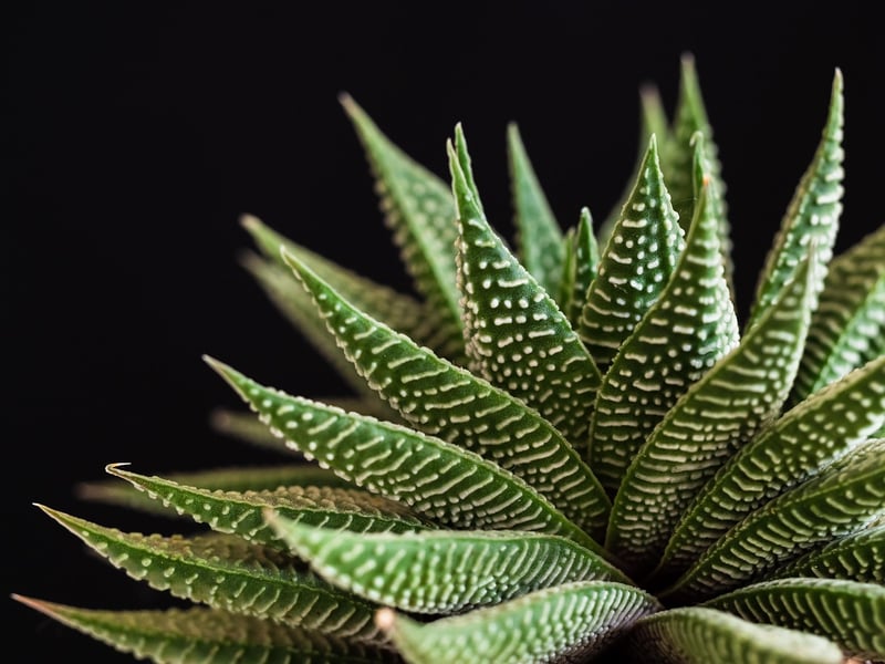 Succulent