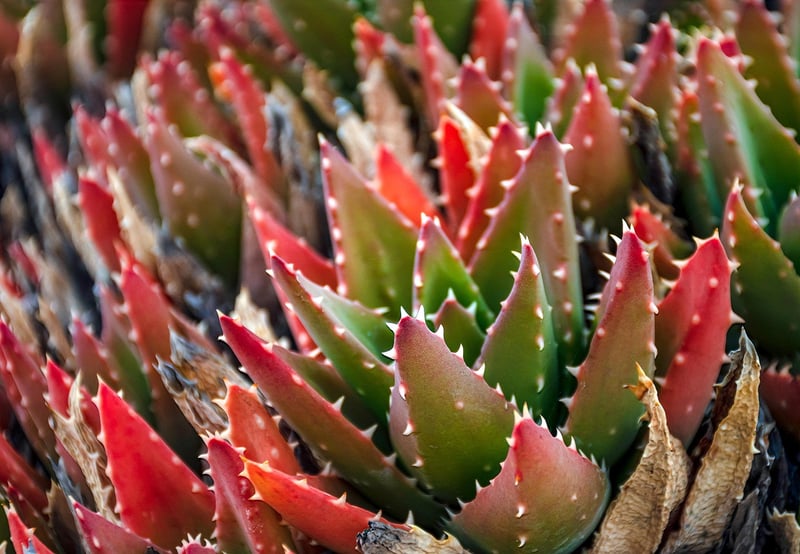 Succulent Wall Display
