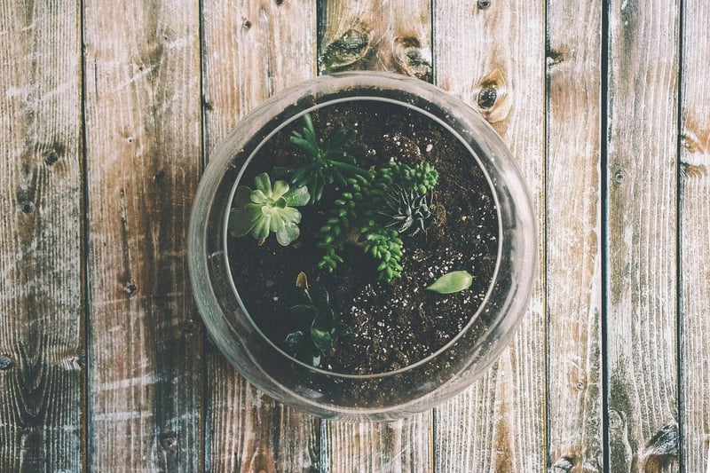 Hanging Terrariums
